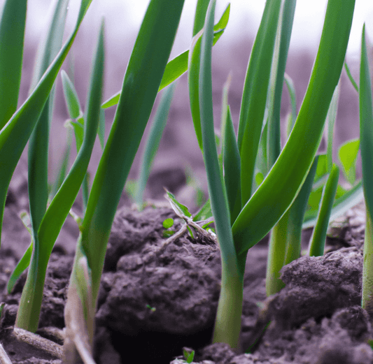 Young garlic shoots growing in dark soil