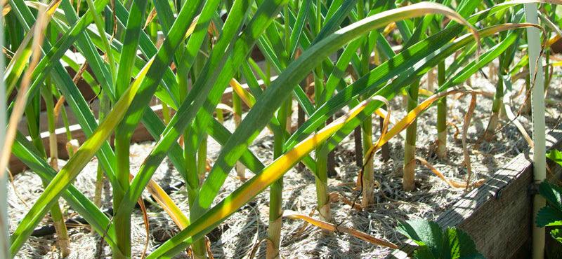 Rows of garden plants with yellowing lower leaves
