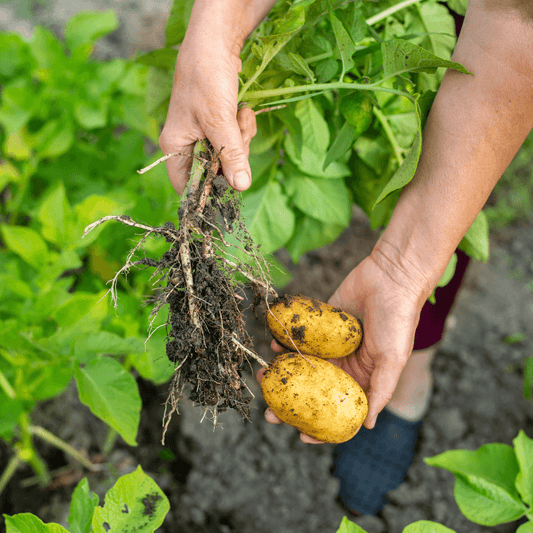 Hands harvesting potatoes from green plants