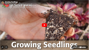 Growing Seedlings