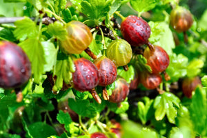 Growing Gooseberries: A Complete Guide