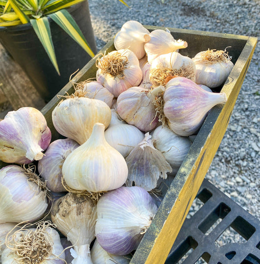 Large garlic bulbs in a black crate