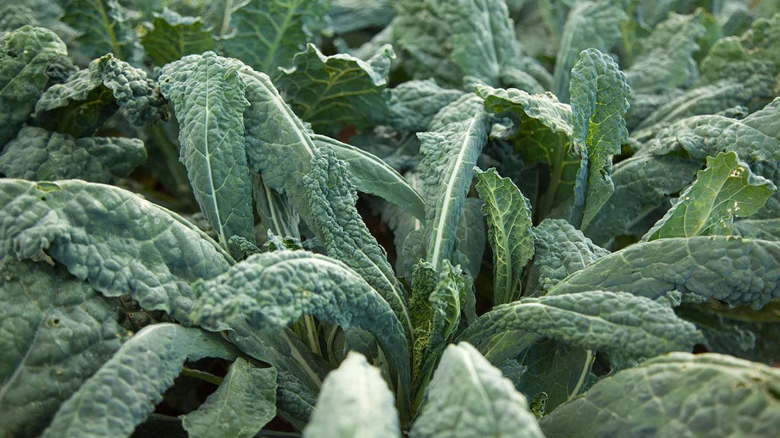 Rows of dark green kale plants