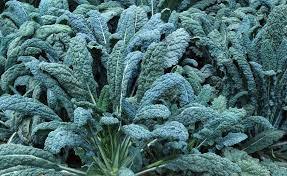 Dense patch of blue-green dinosaur kale