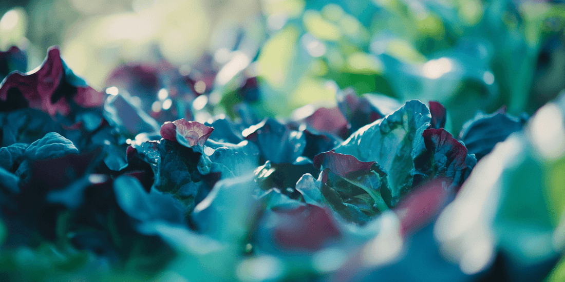 Red leaf lettuce growing in a garden bed