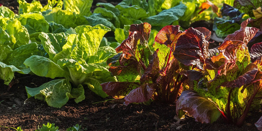 Red and green lettuce growing in sunlit garden rows