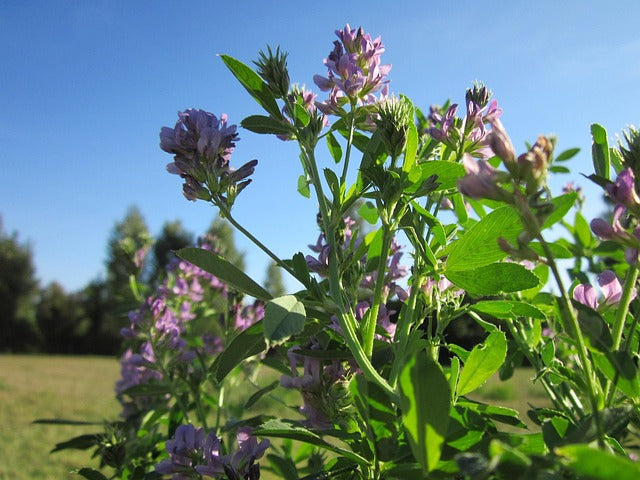 Medicago satigo, Alfalfa