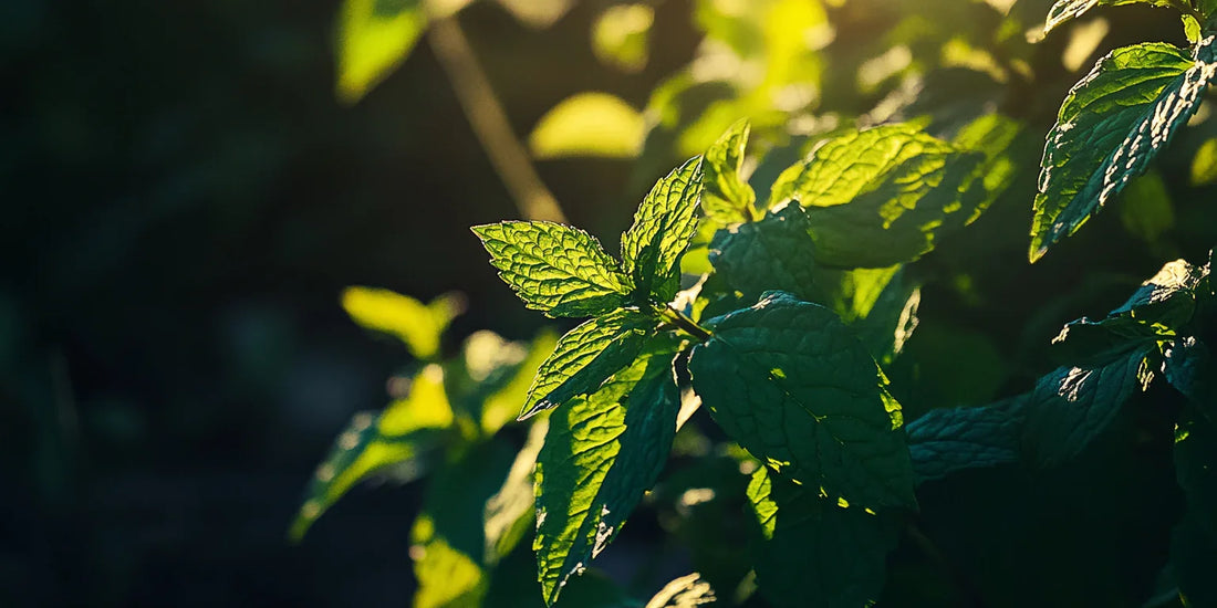Mint leaves lit by warm sunlight
