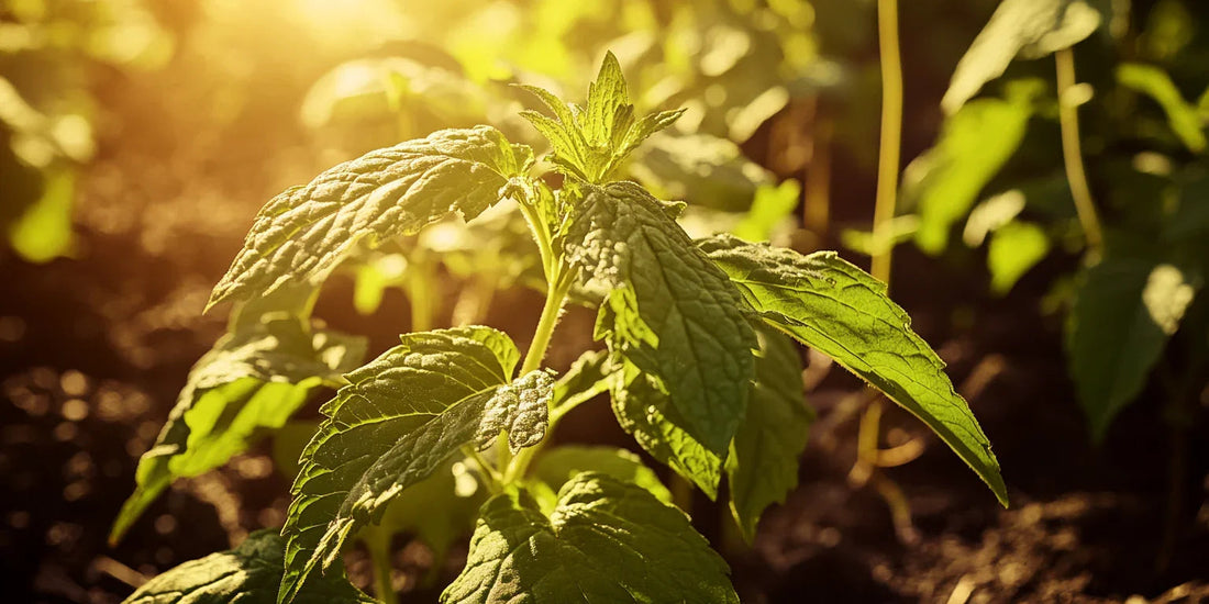 Mint plant growing in sunlit garden soil
