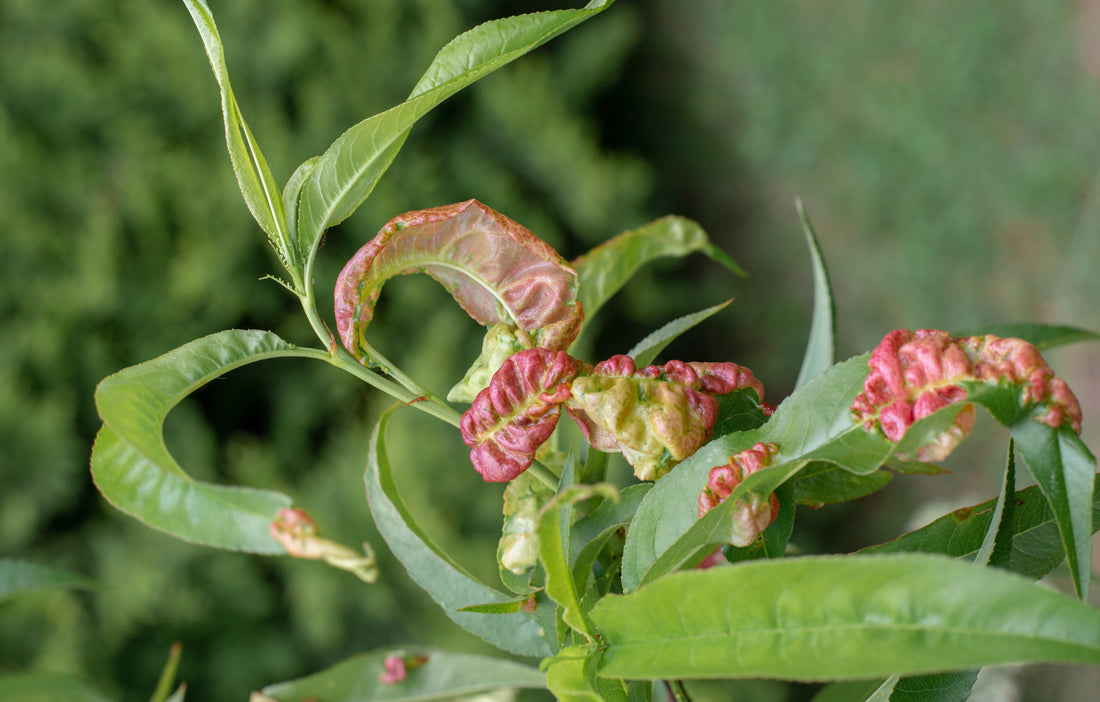 Nectarine leaf curl