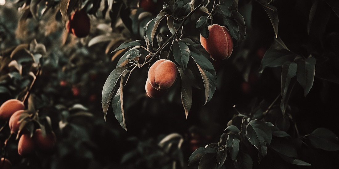 Ripe nectarines hanging on a tree