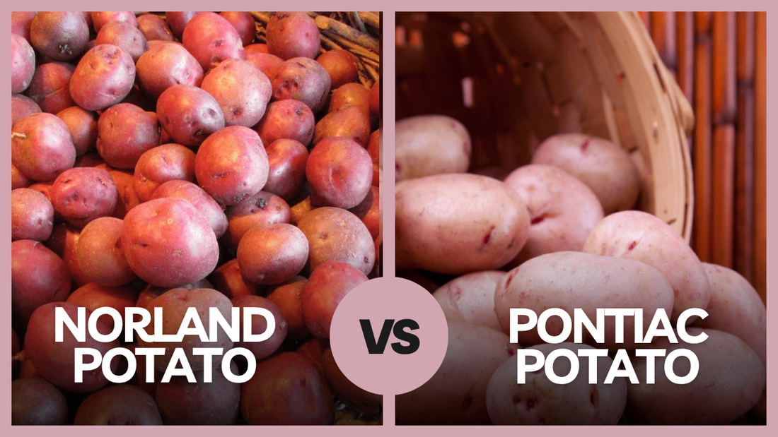 Norland Potato vs Pontiac Potato