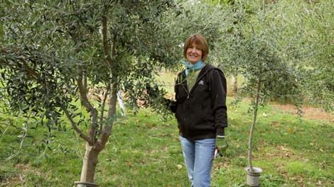 Olive tree growing in a protected marginal-climate location