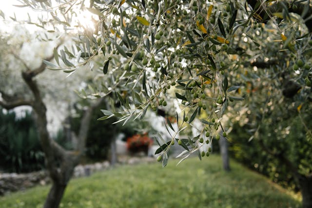Olive fruit ripening on healthy tree branches