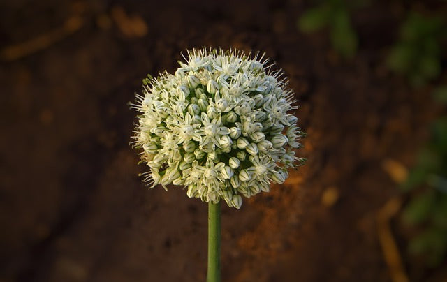 Onion Flower: Bolting Onions Explained for Gardeners
