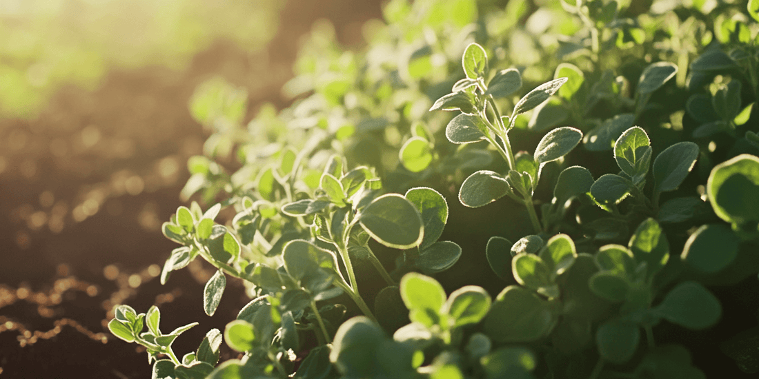 Patch of oregano plants