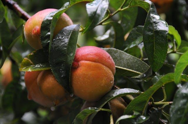 Peaches in Close Up Shot