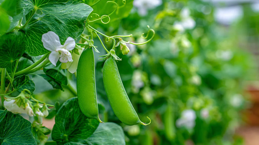 How to Save and Store Your Own Pea Seeds