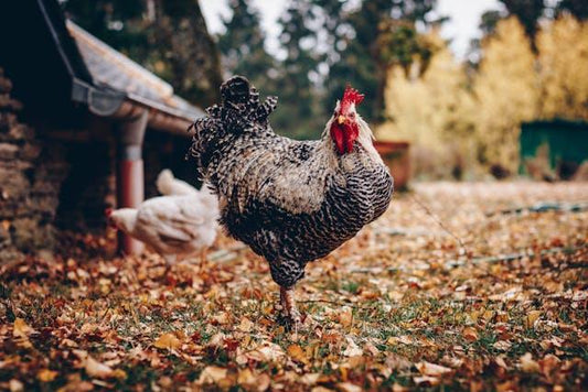 Speckled hen standing in a leaf-covered yard
