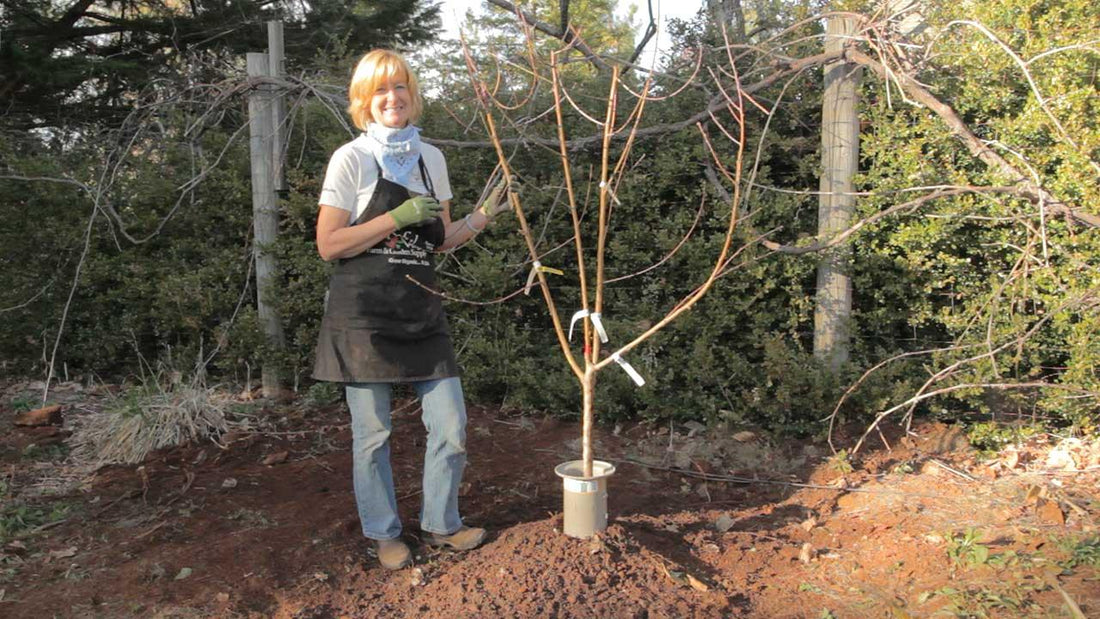 Gardener beside a newly planted tree in spring