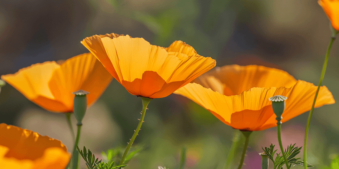 Orange poppies blooming together