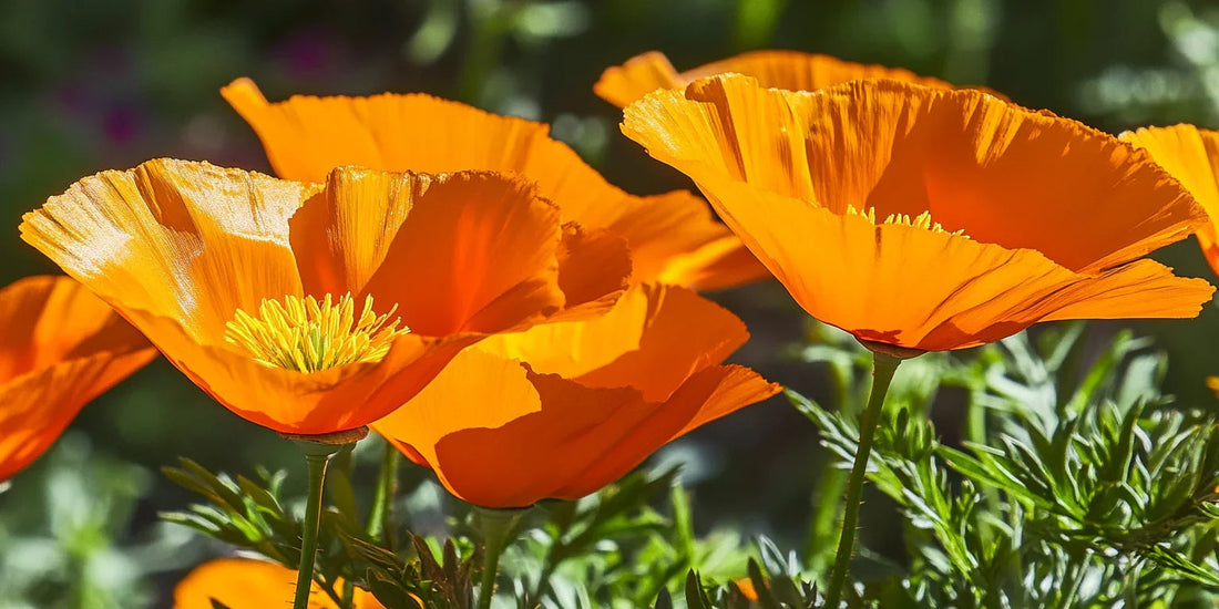 Bright orange California poppies in bloom