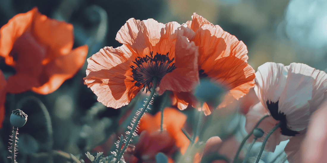 Orange, red, and white poppies