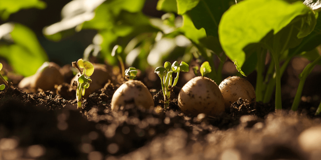 Harvested potatoes ready to inspect for skin, shape, pest, and internal tuber symptoms