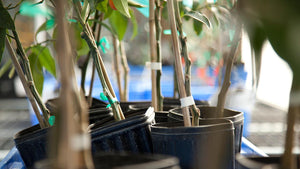 How to Grow Potted Fruit & Nut Trees: A Growing Guide