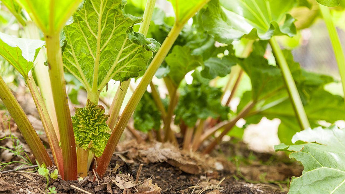 Rhubarb stalks and leaves growing in a garden