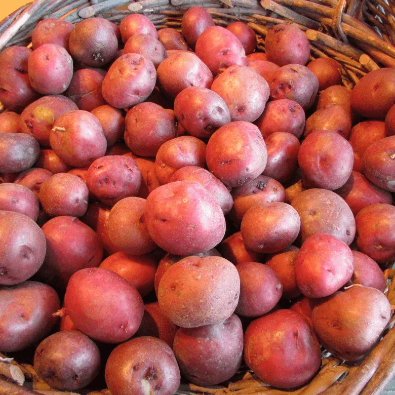 Basket filled with red Norland potatoes