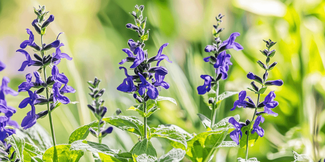 Purple salvia flower spikes in bloom