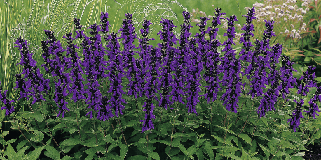 Field of purple salvia flowers