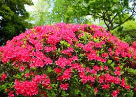 Large shrub covered with bright pink flowers