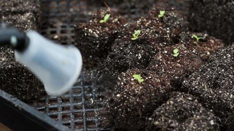 Watering soil blocks in a black tray