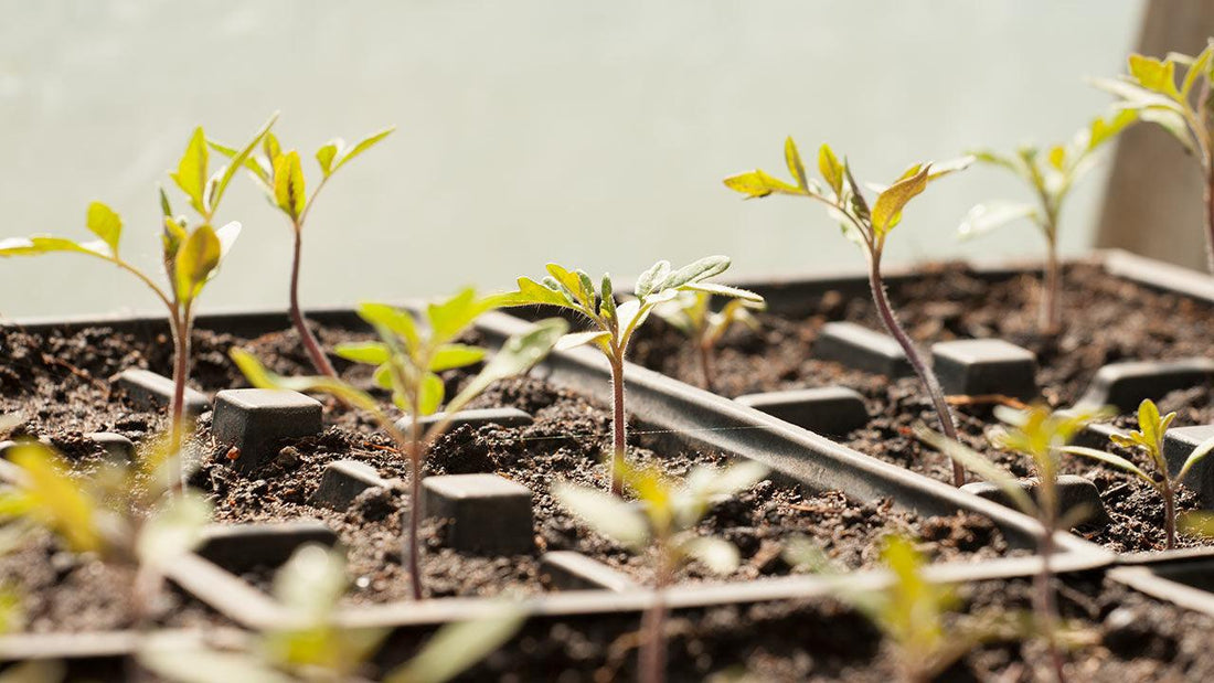 Vegetable seedlings growing in divided seed-starting cells