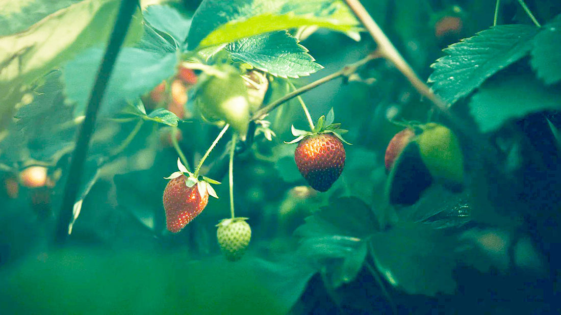 How to Grow Strawberries in Containers: Pots, Soil & Care