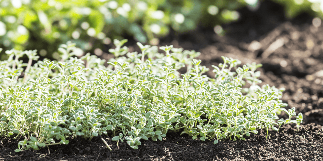 Dense patch of thyme seedlings