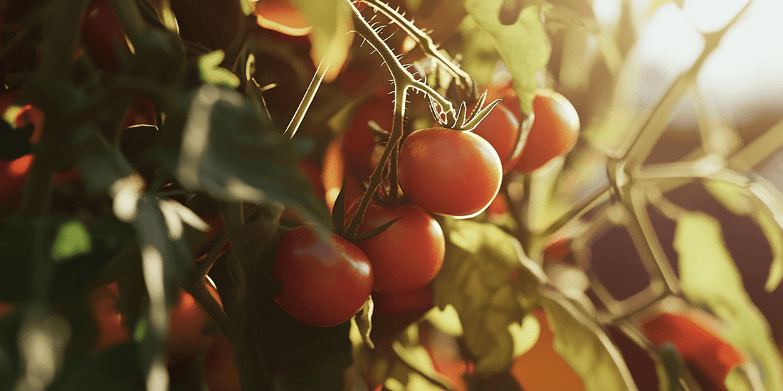 Tomatoes ripening on the vine