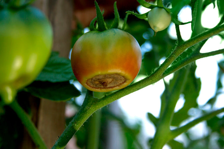tomato blossom end rot