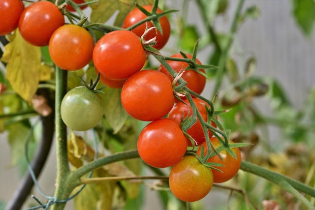 Tomato Plant Leaves Turning Yellow