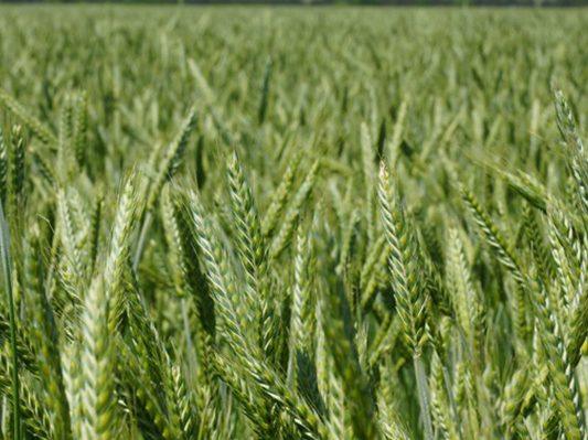 Triticale growing as a dense cereal cover crop
