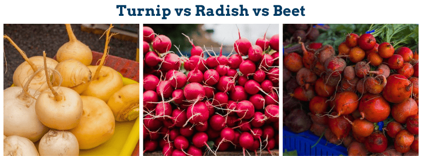 Turnip vs Radish vs Beet: Comparing Root Vegetables