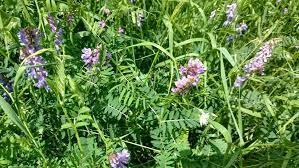 Vetch cover crop flowering in a dense field stand