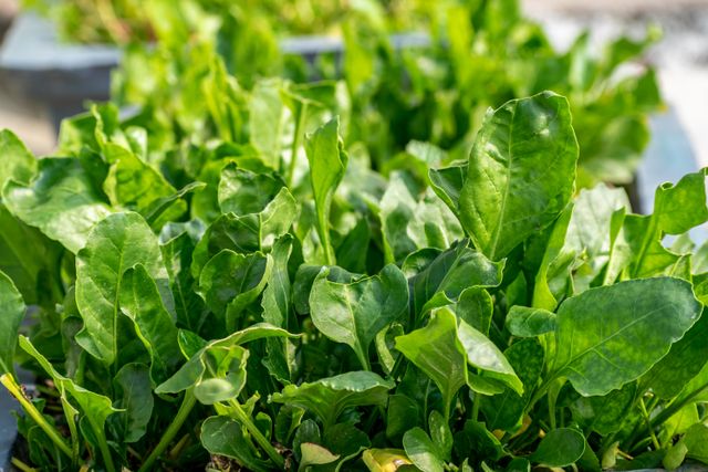 Vibrant green spinach leaves growing in a sunlit garden, showcasing nature's freshness