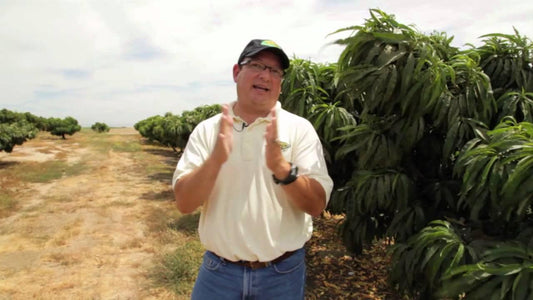 Man standing beside a fruit tree in a field
