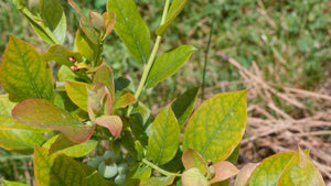 Why Blueberry Leaves Turn Yellow