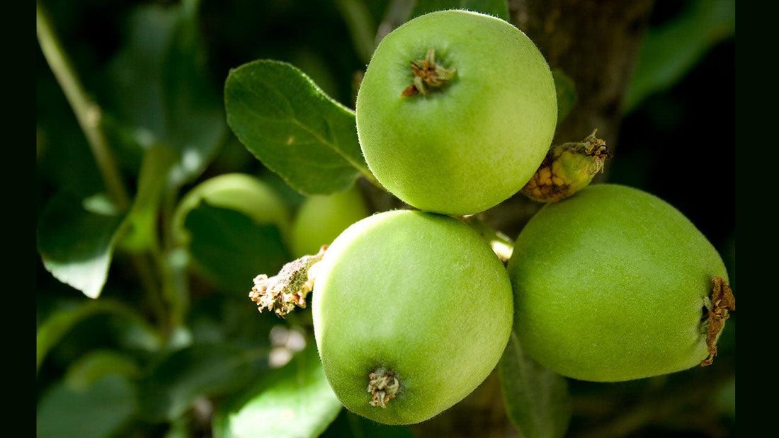 Young green pears growing on a branch