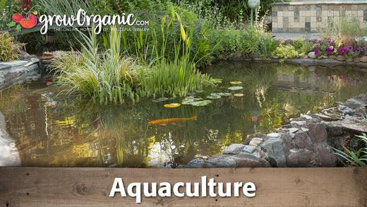 Small landscaped garden pond