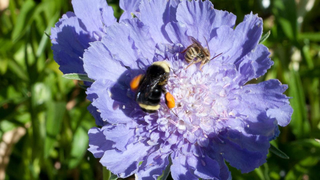 Bumblebee and small bee visiting a purple flower